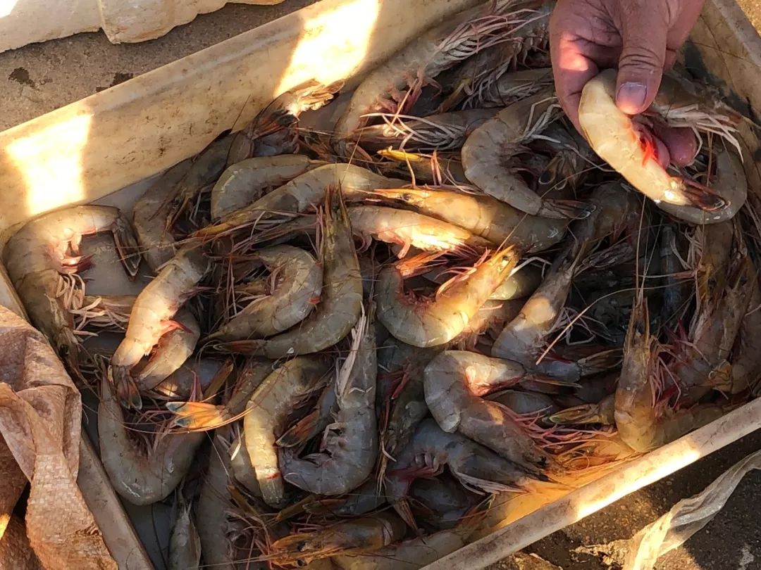 龙口开海啦实拍现场盛况让全国都羡慕