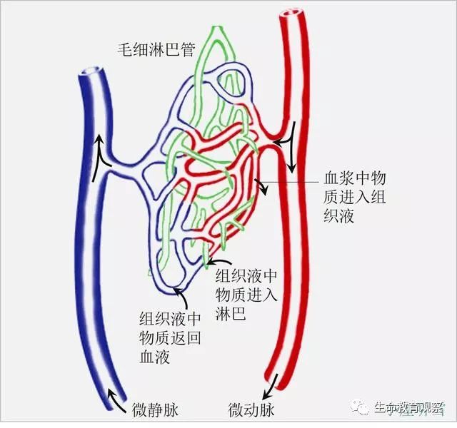 淋巴组织液血浆三角图图片