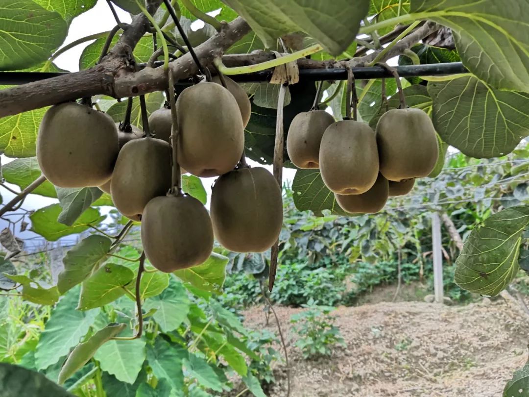 昭通这个地方的红心猕猴桃熟了,好吃到受不了.