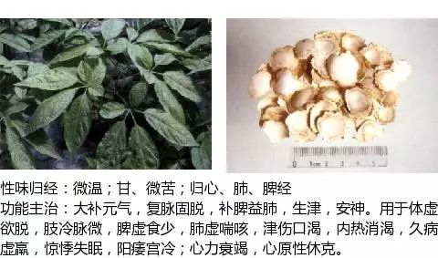 501箇中草藥圖譜(附主治功效),知道一半就太牛了!