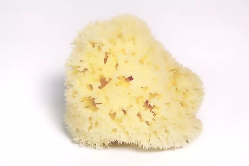 高档淋浴房必备地中海活海绵皮肤越洗越好连婴儿都能用