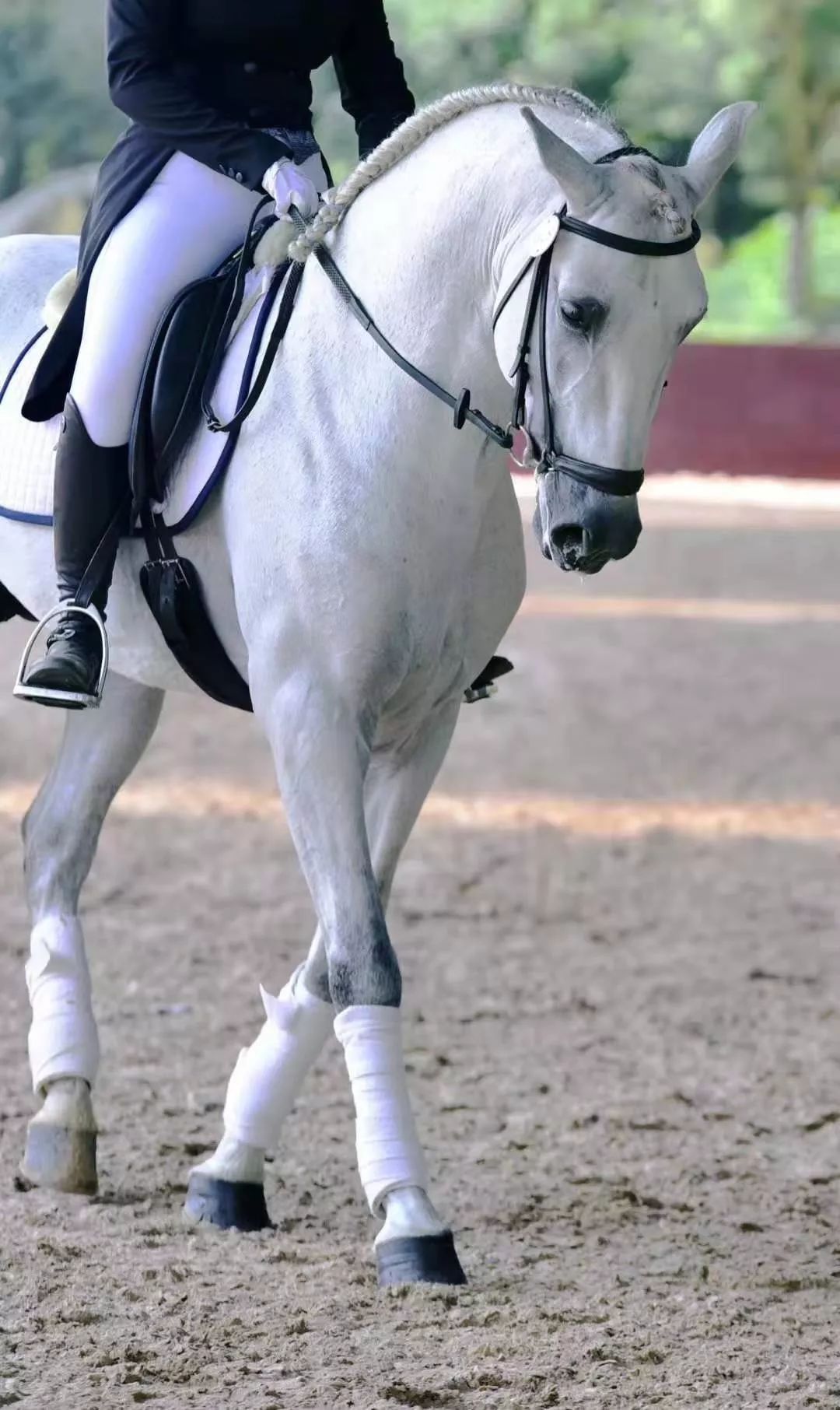 中国马术盛装舞步冠军杯赛在广德市圆满收官