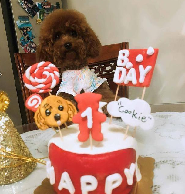 泰迪过生日,主人专门准备了生日蛋糕,狗狗却不开心:我又不能吃