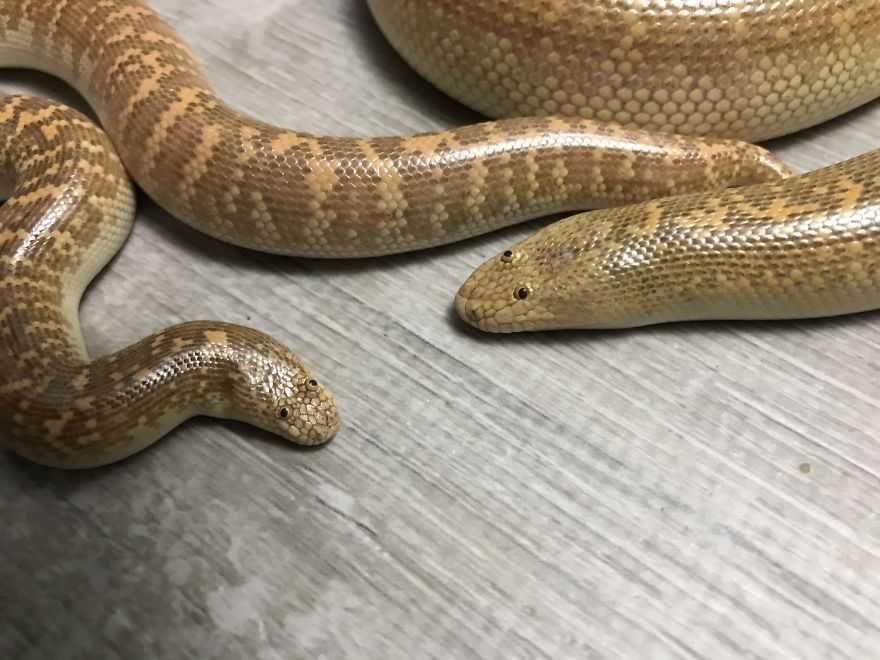 这种看起来有点搞笑的蛇是真实存在的它们叫做阿拉伯沙蟒