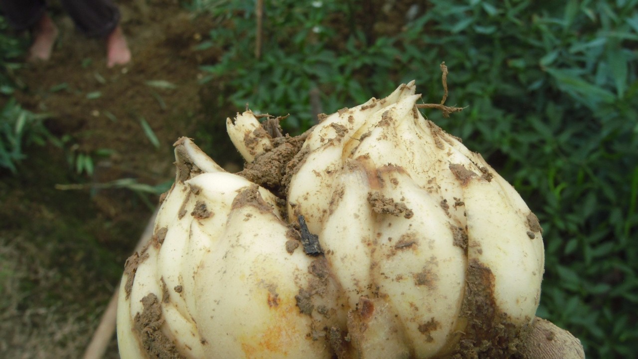 原创买点香水百合的鳞茎养花盆种院子都好养来年能开出喷香花朵