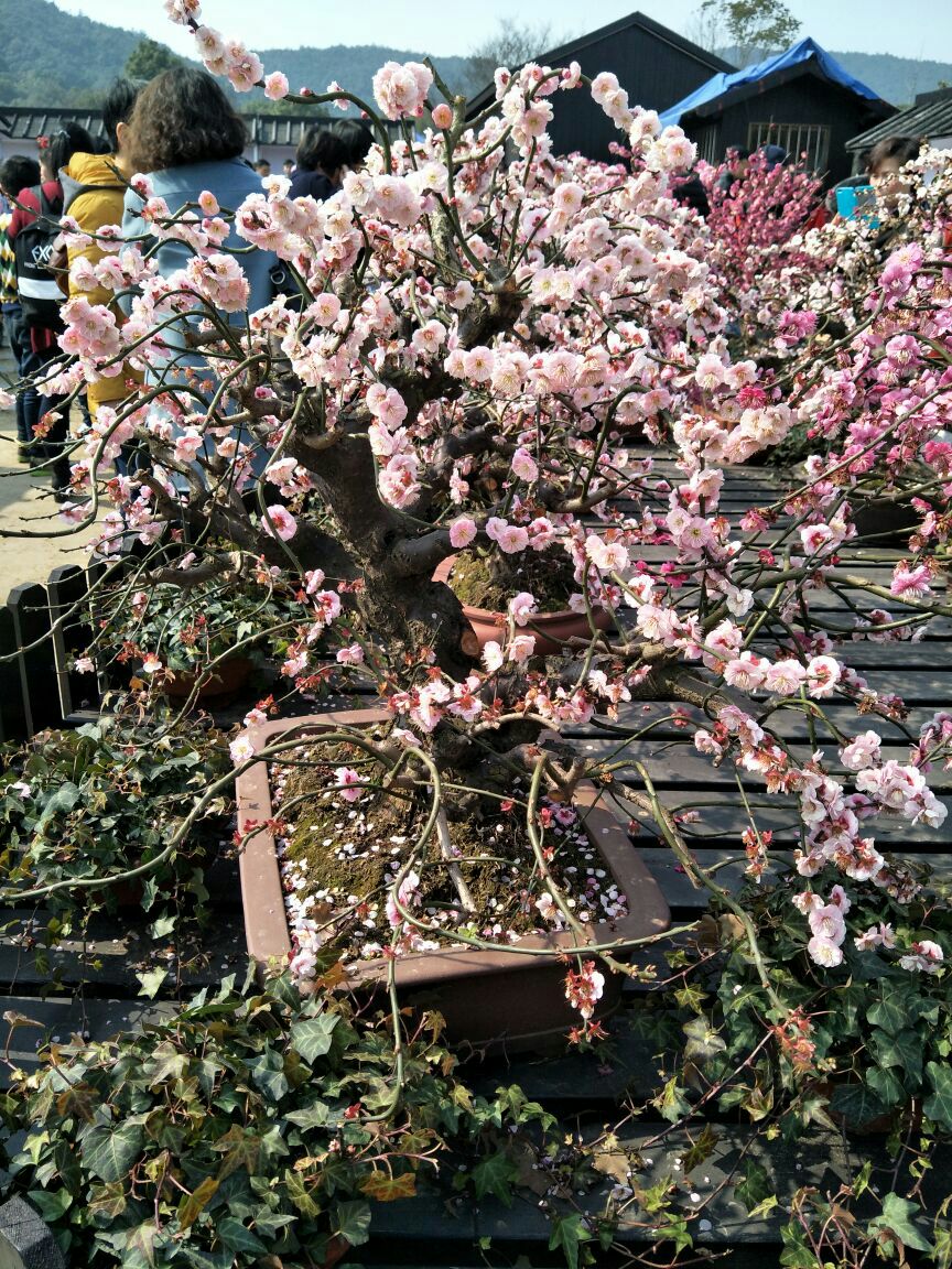 苏州梅花景点香雪海图片