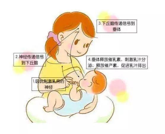 专家在线急急急母乳突然不足了怎么办