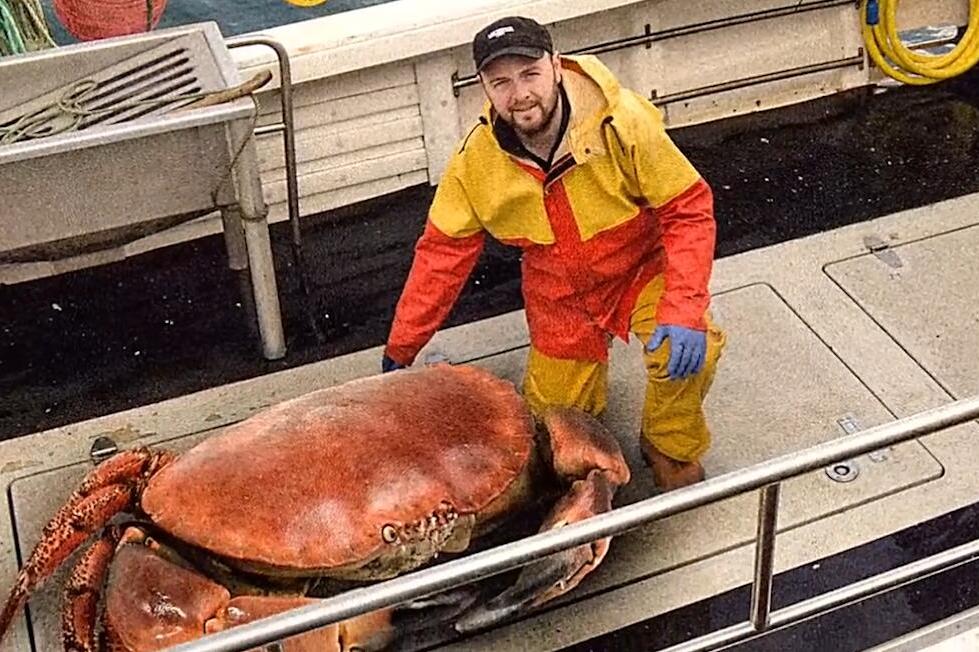 世界上最大的皇帝蟹,体重达72斤,一只至少2000元