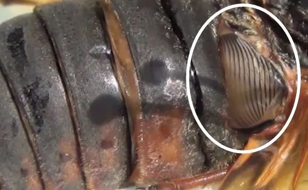 蝉的鼓膜(tymbal)