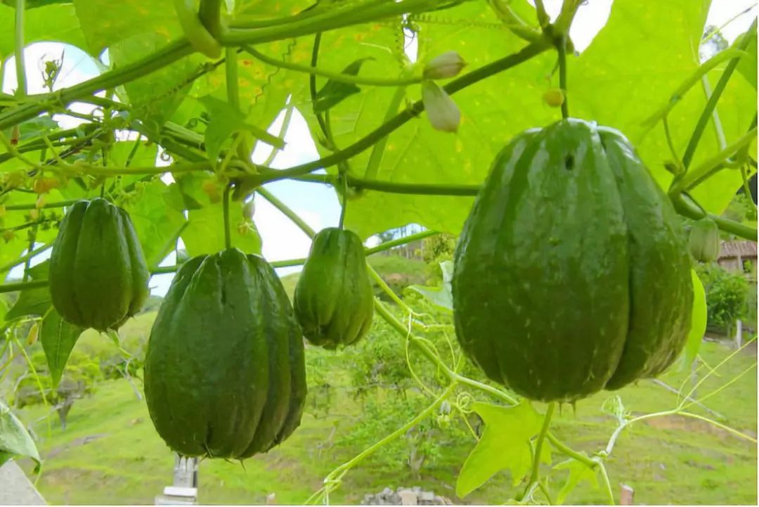 此外,矿物质的含量也显著高于其他瓜类,具有降血糖,降血脂,减肥,防癌