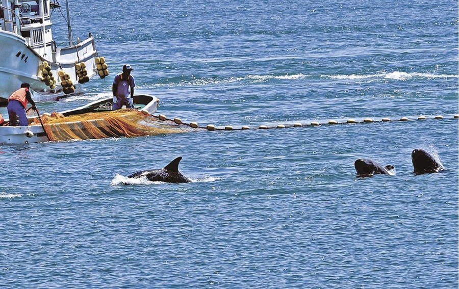 日本海豚湾太地町图片