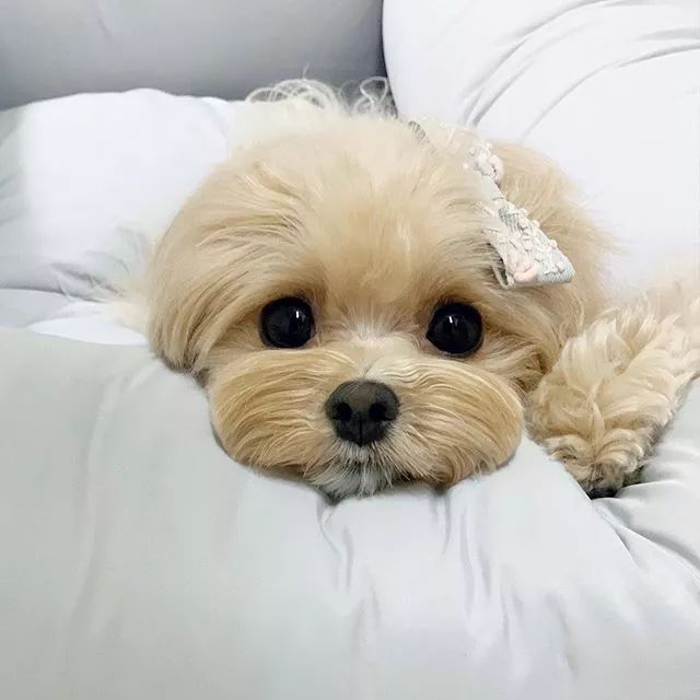 面对萌狗子直勾勾的眼神,我只想说:要什么都给你!