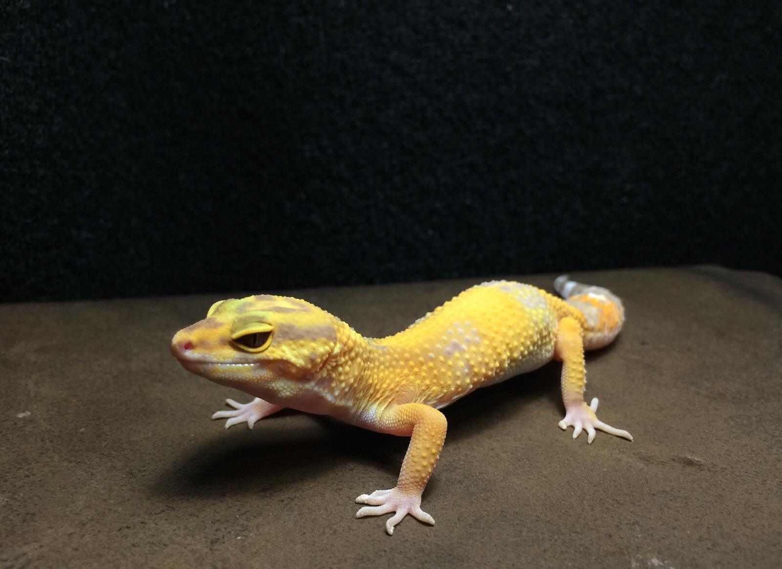 豹纹守宫原产于印度西部,巴基斯坦,阿富汗南部至伊朗东部地区,这一