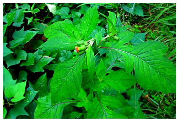 被称作神仙菜,口感嫩滑