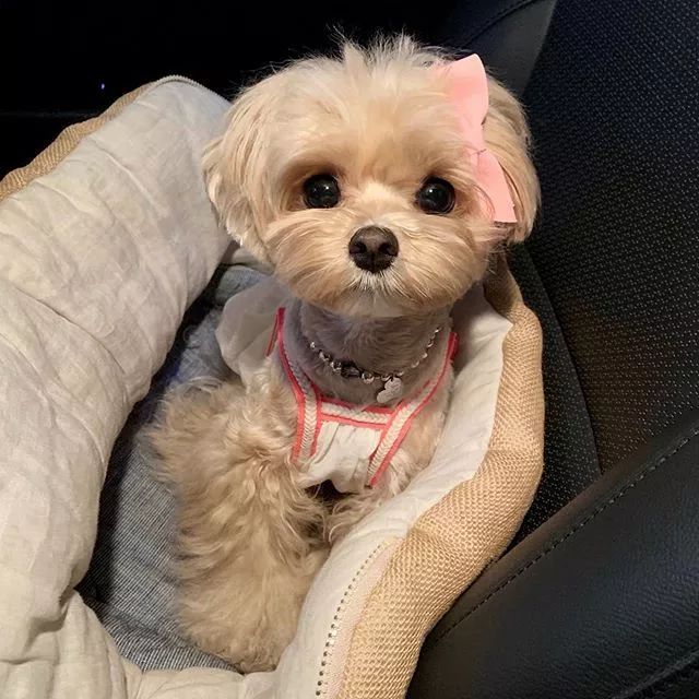 面对萌狗子直勾勾的眼神,我只想说:要什么都给你!