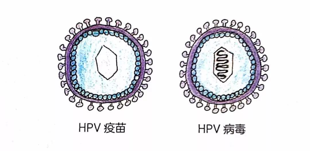 人乳头瘤病毒结构图图片