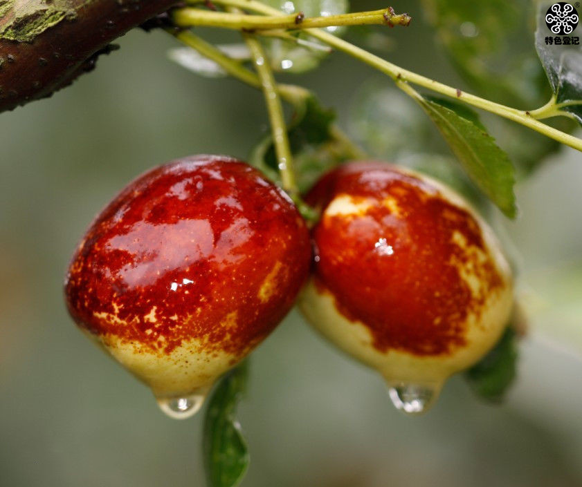 【商家特色登记】内黄大枣带给你不一般的味蕾体验