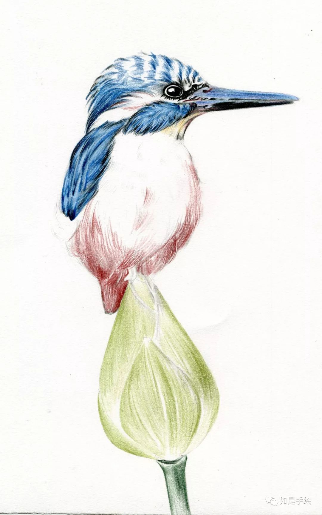 翠鸟与荷如何用彩铅画出羽毛蓬松的感觉