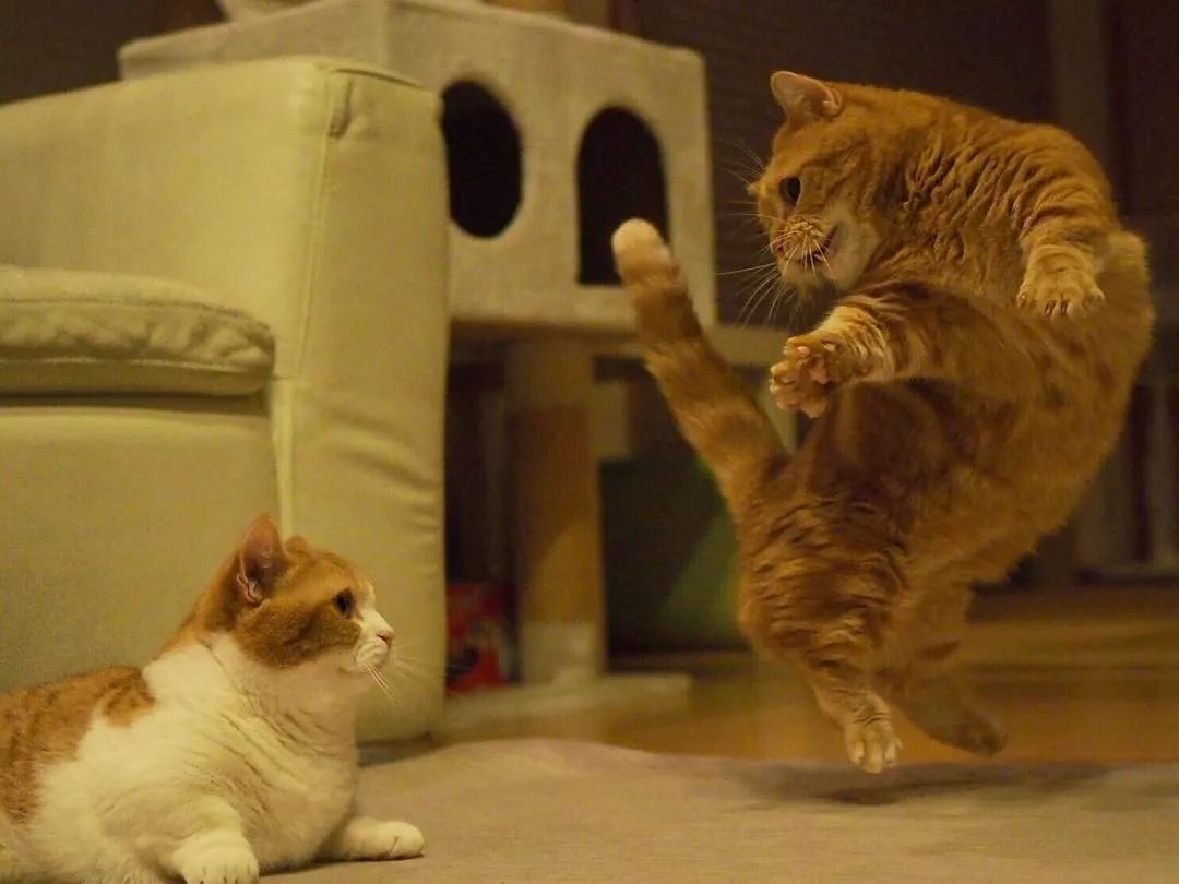 短腿猫咪兄妹靠“打排球”爆红网络