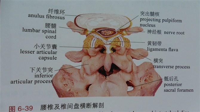 受的负担也不可避免的增加,都可能导致腰部肌肉及椎间盘的急慢性损伤