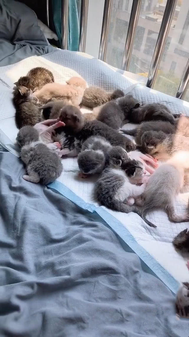 原创朋友炫耀家里有一群小奶猫,女子不信,推开门的那刻,眼睛直冒光