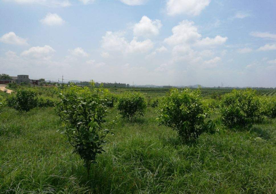 雞能除草也會害樹果園養雞到底好不好