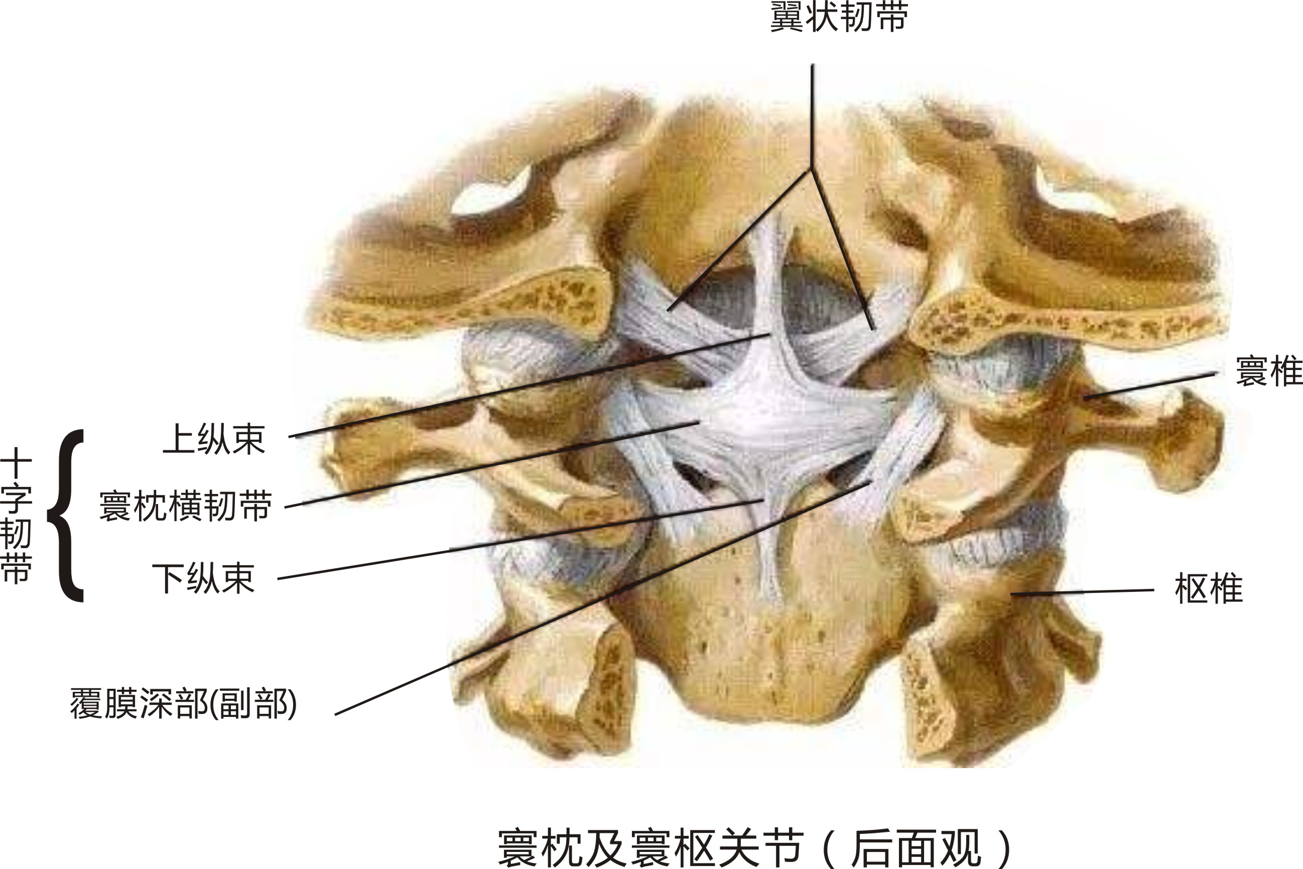 寰枕关节:由枕骨髁与寰椎上关节面构成,关节囊松弛,可使头作前俯,后仰