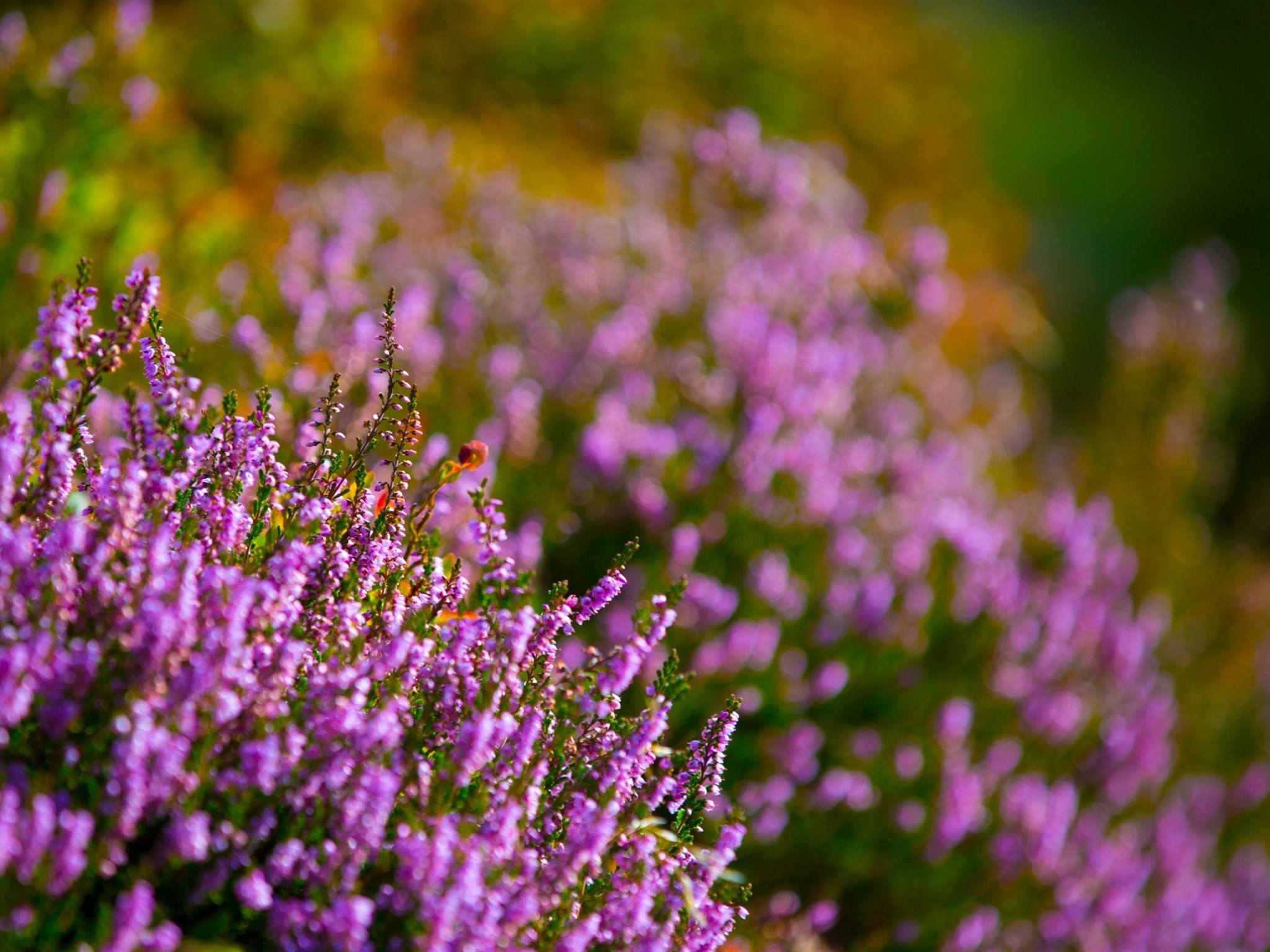 苏格兰石楠石楠属植物遍布英国,欧洲,北非以及北美洲,其中三个品种是