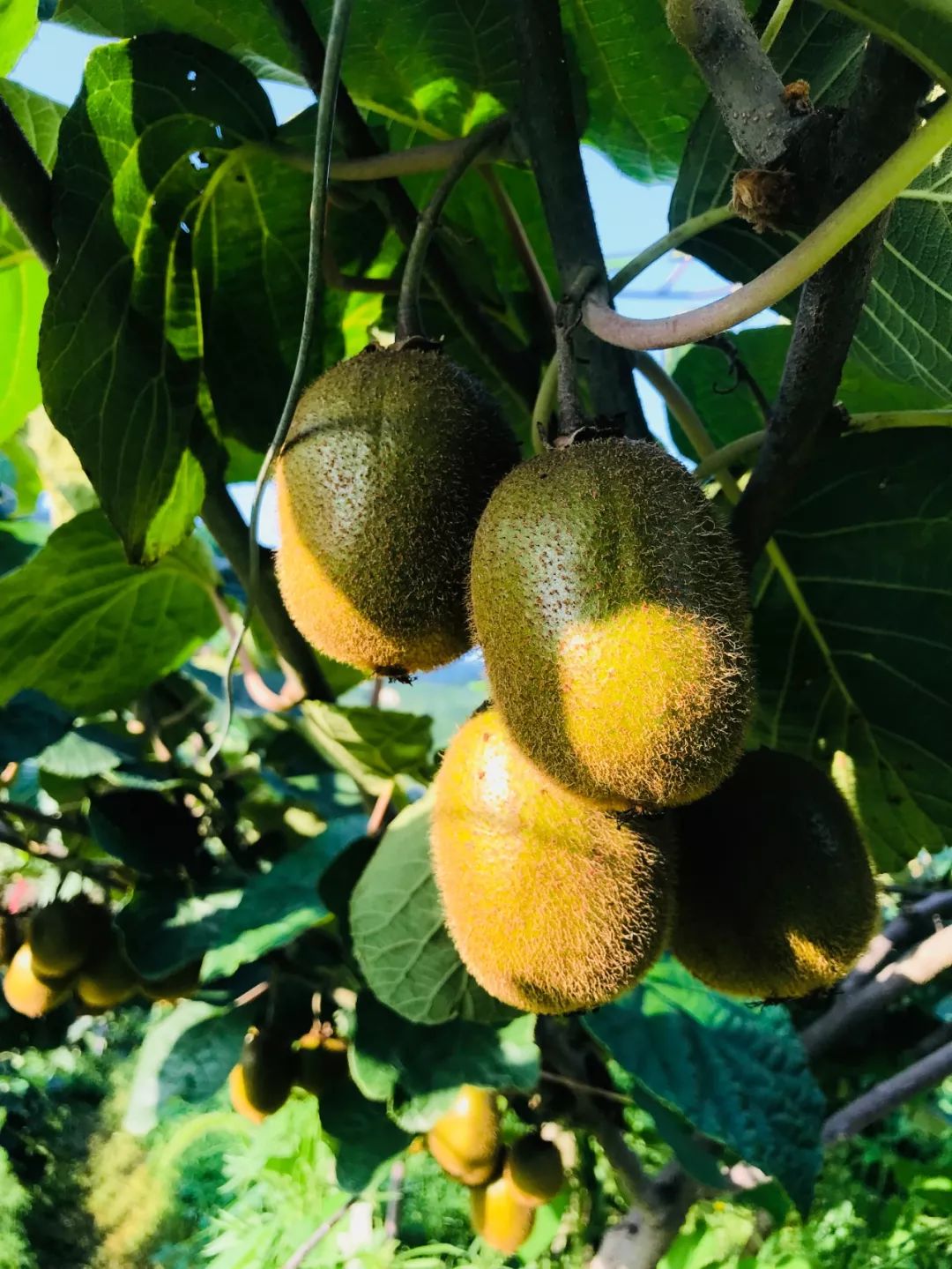 西安周边这些水果都熟了,想吃新鲜的,自己采摘去!