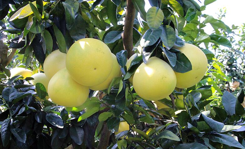 柚子陆续上市 卢记蜜柚:中秋前后口感更佳