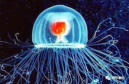 但最怕被吃!_水母