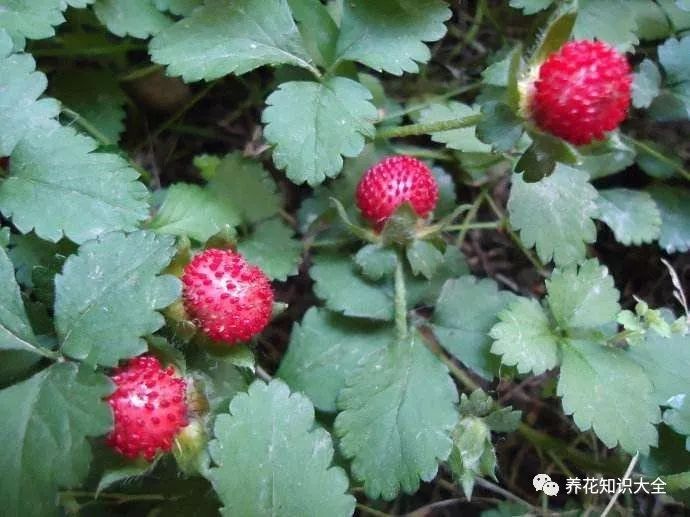 空白处即可查看答案及分析)▼答案:a蛇莓别名:蛇泡草,龙吐珠,三爪风