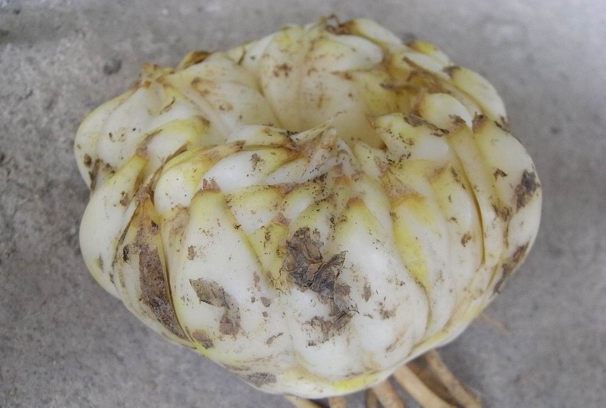 原创买点香水百合的鳞茎养花盆种院子都好养来年能开出喷香花朵