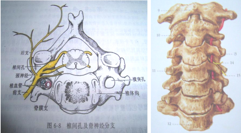 颈椎钩椎关节解剖图图片