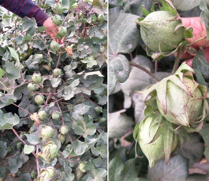 棉花脱叶剂使用技术大全