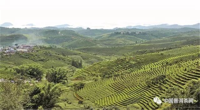 8月27日,景洪市大渡岗连片茶园以65246亩的面积,被世界纪录认证机构