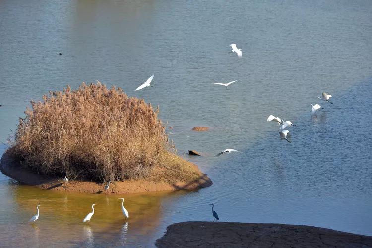 "湜湜(shí)" 指水清见底,"沚(zhǐ)" 指水中小洲.