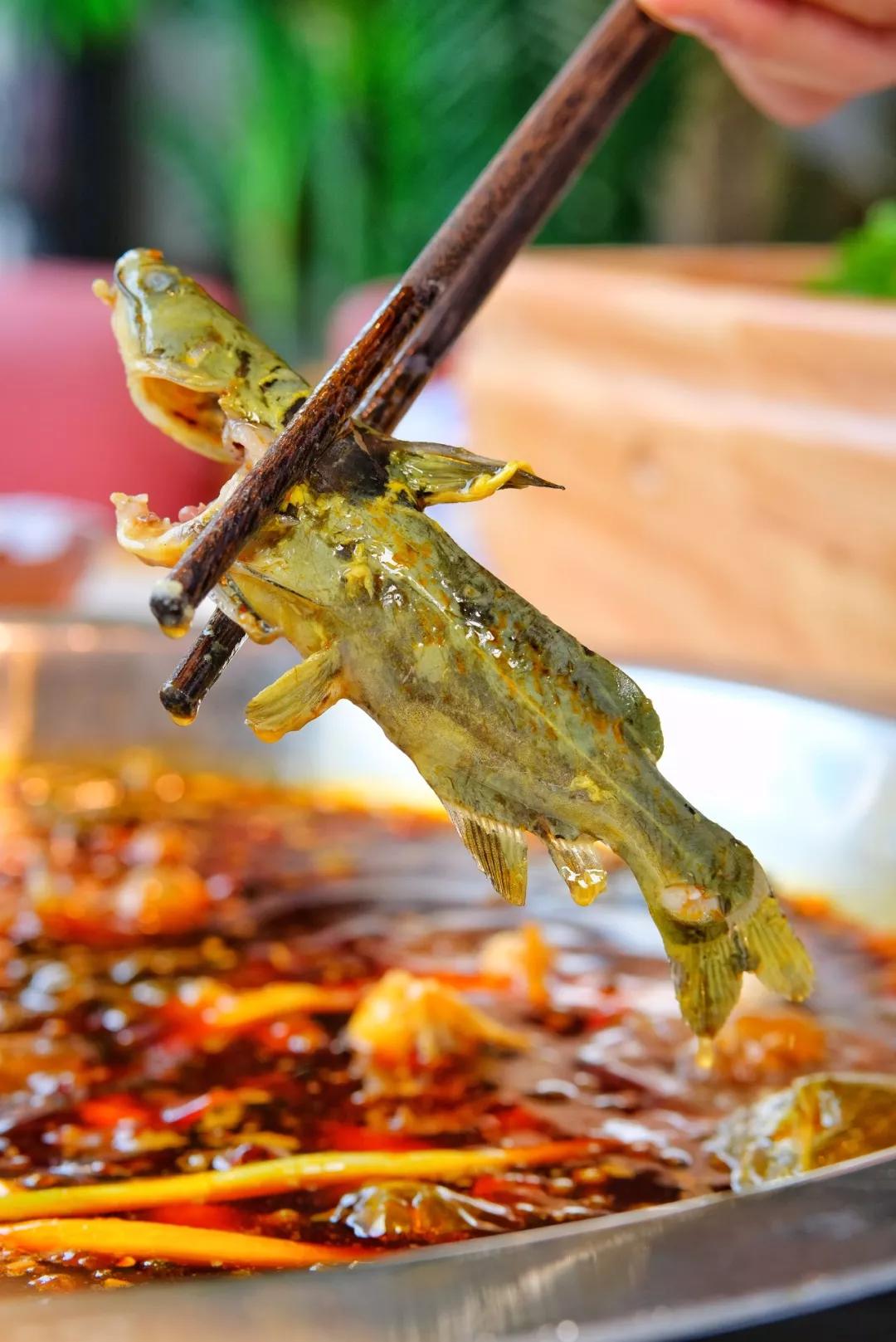 超鲜嫩的说~很多朋友可能分不清三角峰和黄辣丁,三角峰鱼体呈三角