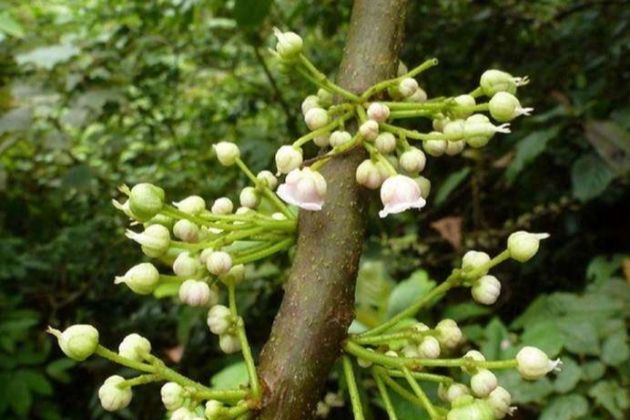 此物人称鼻涕果味道一般却承载了80后难忘的记忆
