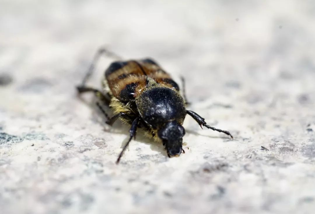 药爱上大自然孩子眼中的昆虫科考
