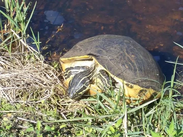 半岛伪龟是细纹火焰还是佛州的甜甜圈