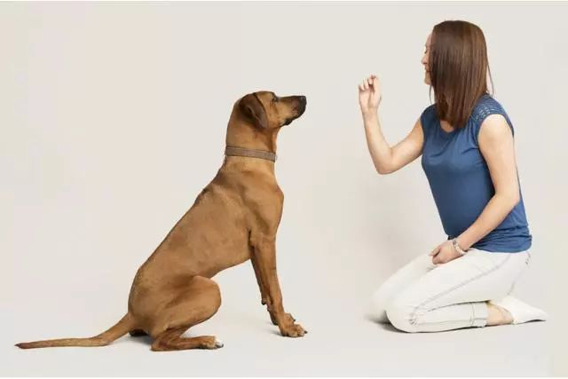训练狗狗的手势图片