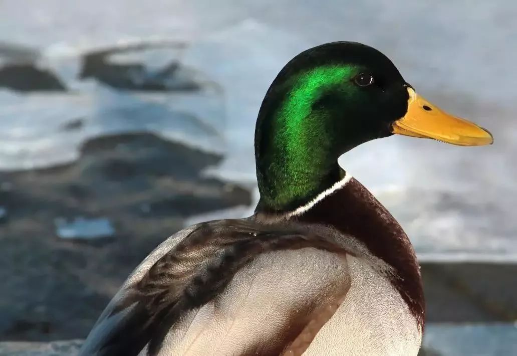 中国地理标志产品可追溯防伪信息系统洪湖野鸭