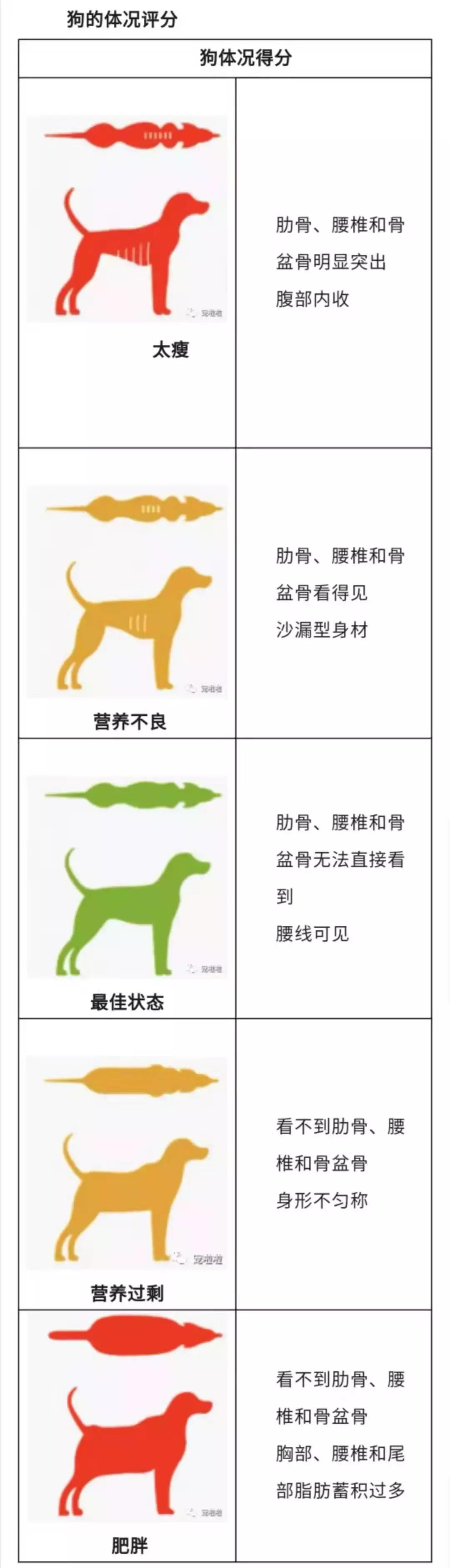 我的宠物胖吗?宠物体况评分将会告诉你答案