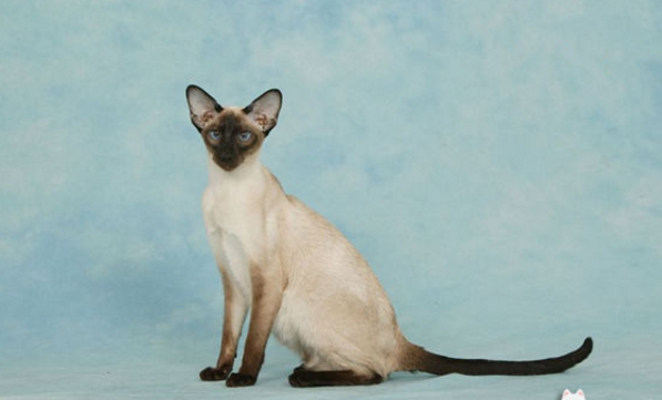 泰国暹罗猫品种图片
