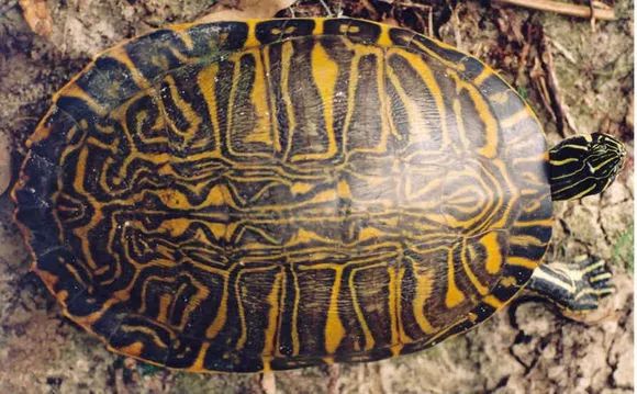 半岛伪龟是细纹火焰还是佛州的甜甜圈