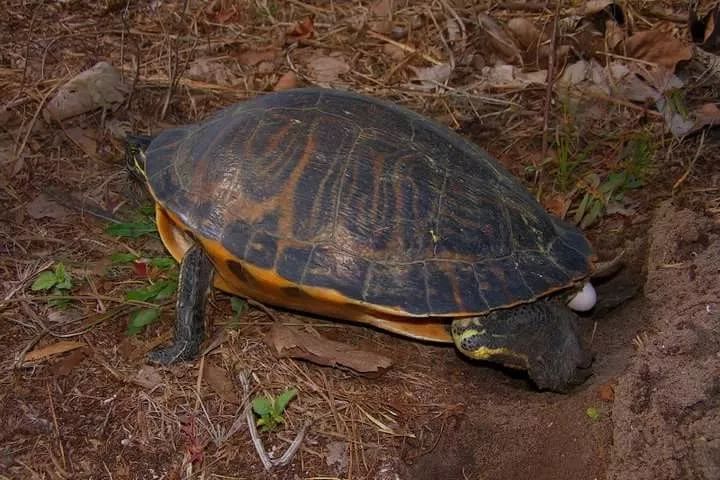 半岛伪龟是细纹火焰还是佛州的甜甜圈