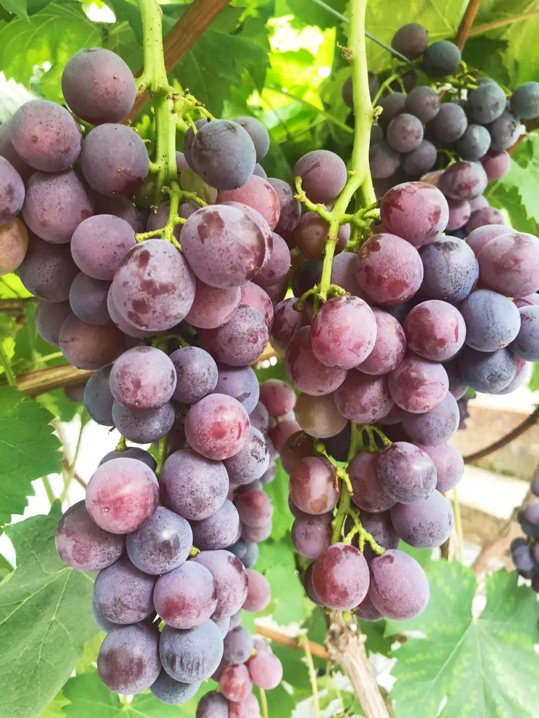 集赞领200元优惠券擂鼓村这个葡萄园门口排起了长队