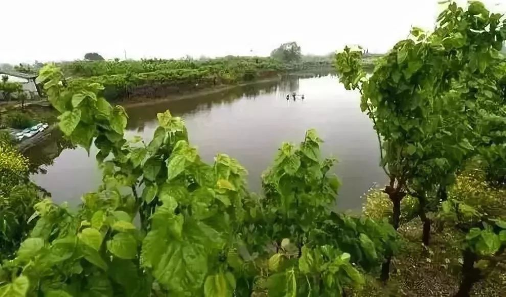 寸塘寸金首投13亿南海11万亩鱼塘申遗千年有机农耕的延续与发展
