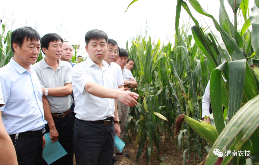 大荔县副县长张红林,大荔县农业农村局副局长农技中心主任岳志军